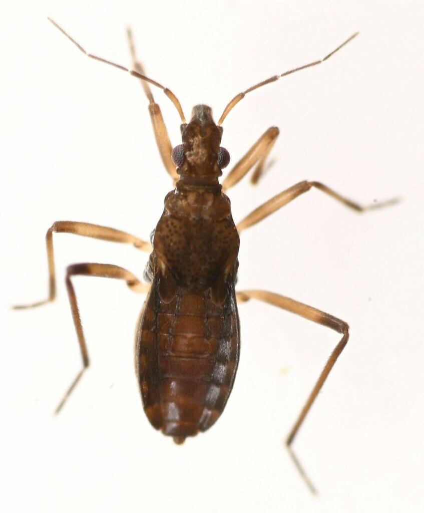 Macrovelia