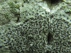Arthonia radiata