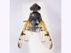 Lamprogaster imperialis