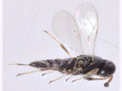 Platygastridae