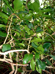 Myrsine cheesemanii