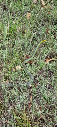 Common Tree Snake sighting