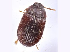 Platydema