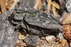 Chrysobothris dentipes