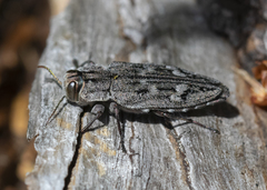 Chrysobothris dentipes