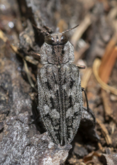 Chrysobothris dentipes