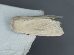 Zosteropoda clementei