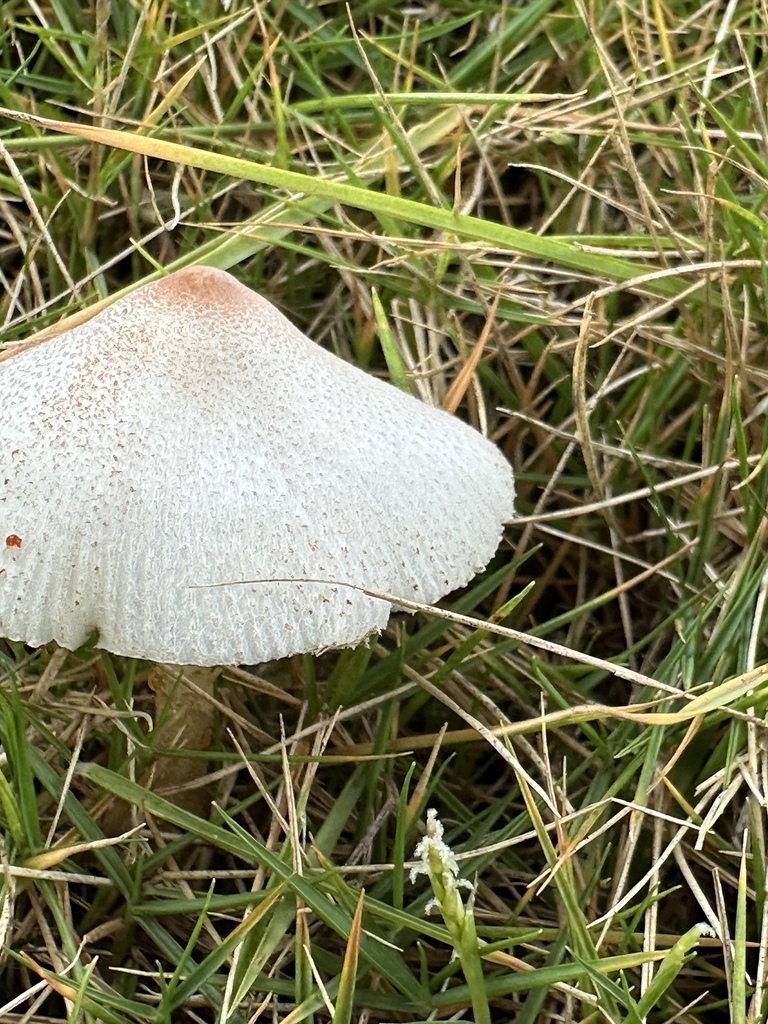 Candelolepiota sinica