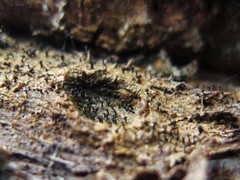 Chaenothecopsis perforata