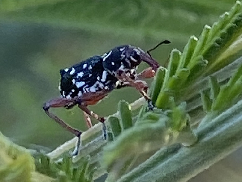 Aoplocnemis bifasciculata