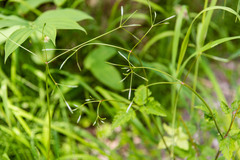 Osmorhiza purpurea