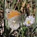 White Mountains Ringlet - Photo (c) Birder20714, some rights reserved (CC BY-NC), uploaded by Birder20714