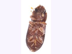 Zopheridae