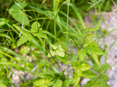 Osmorhiza purpurea
