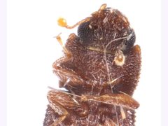 Zopheridae