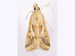 Achyra massalis