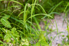 Osmorhiza purpurea