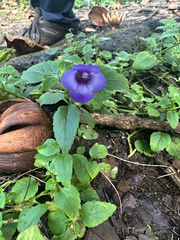 Torenia asiatica, photograph Nick T., CC BY-SA, iNaturalist via GBIF