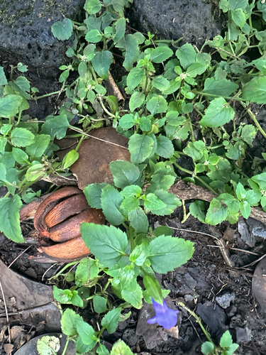 Torenia asiatica, photograph 5