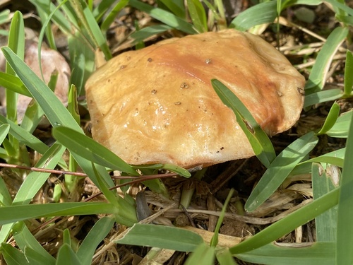 Suillus