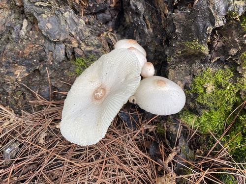 Agaricaceae