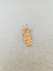 Halysidota tessellaris