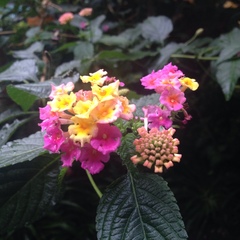 Lantana camara