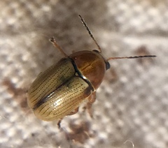 Cryptocephalus fulvus