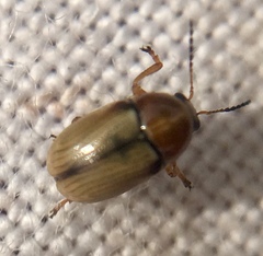 Cryptocephalus fulvus