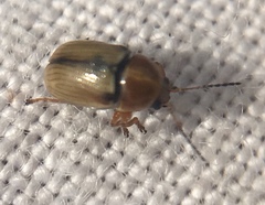 Cryptocephalus fulvus