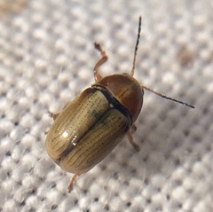 Cryptocephalus fulvus