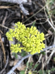 Eriogonum marifolium