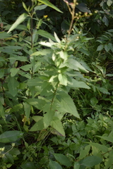 Scrophularia lanceolata