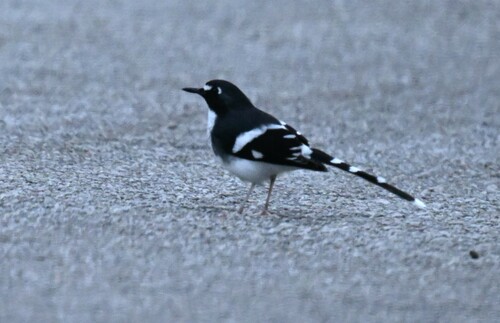 Slaty-backed Forktail (Enicurus schistaceus), photo 4