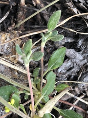 Eriogonum marifolium