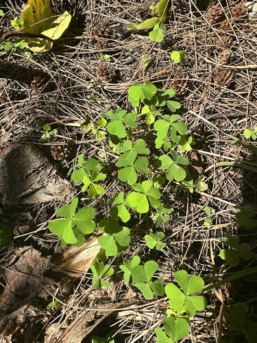 Oxalis corniculata observed 2024-11-15