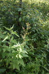 Scrophularia lanceolata