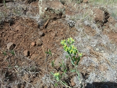 Euphorbia chamaesula