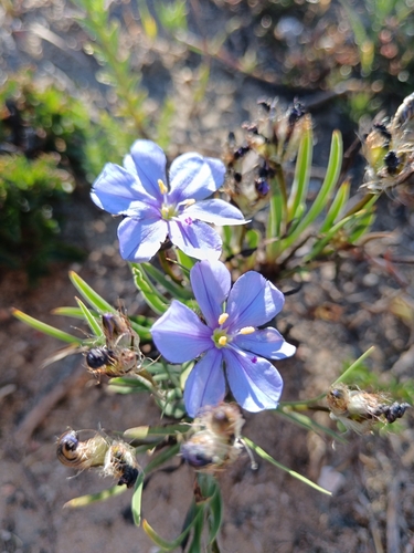 Image of Aristea africana by (c) bullwooding, some rights reserved (CC BY)