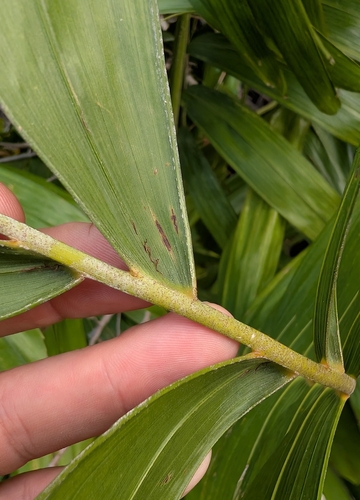 Image of Ptychosperma elegans by (c) Scott Allen Davis, some rights reserved (CC BY)