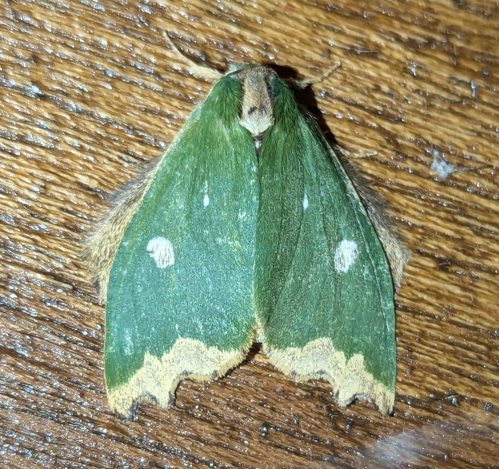 Rosema apicalis