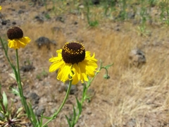 Helenium arizonicum