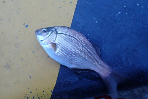Sea chub (Ditrema temminckii) — Embiotocidae — 4