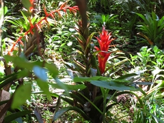 Tillandsia yunckeri