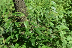 Scrophularia lanceolata