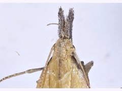 Dichomeris acuminatus