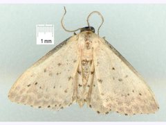 Idaea punctatissima
