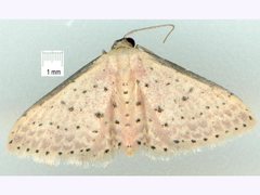 Idaea punctatissima