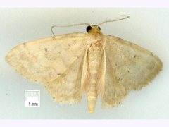 Idaea pilosata