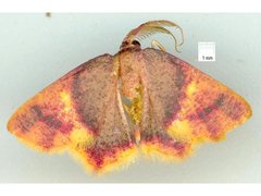 Chrysocraspeda cruoraria